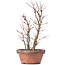 Acer palmatum, 34 cm, ± 9 Jahre alt