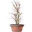 Acer palmatum, 34 cm, ± 9 anni