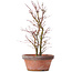 Acer palmatum, 34 cm, ± 9 years old