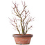 Acer palmatum, 34 cm, ± 9 Jahre alt