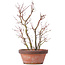 Acer palmatum, 34 cm, ± 9 Jahre alt