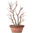 Acer palmatum, 34 cm, ± 9 years old