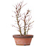 Acer palmatum, 34 cm, ± 9 Jahre alt