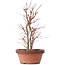 Acer palmatum, 34 cm, ± 9 Jahre alt