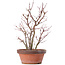 Acer palmatum, 34 cm, ± 9 Jahre alt