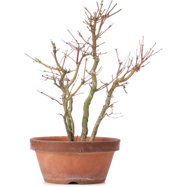 Acer palmatum, 31 cm, ± 9 jaar oud