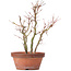 Acer palmatum, 31 cm, ± 9 jaar oud