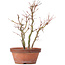 Acer palmatum, 31 cm, ± 9 years old