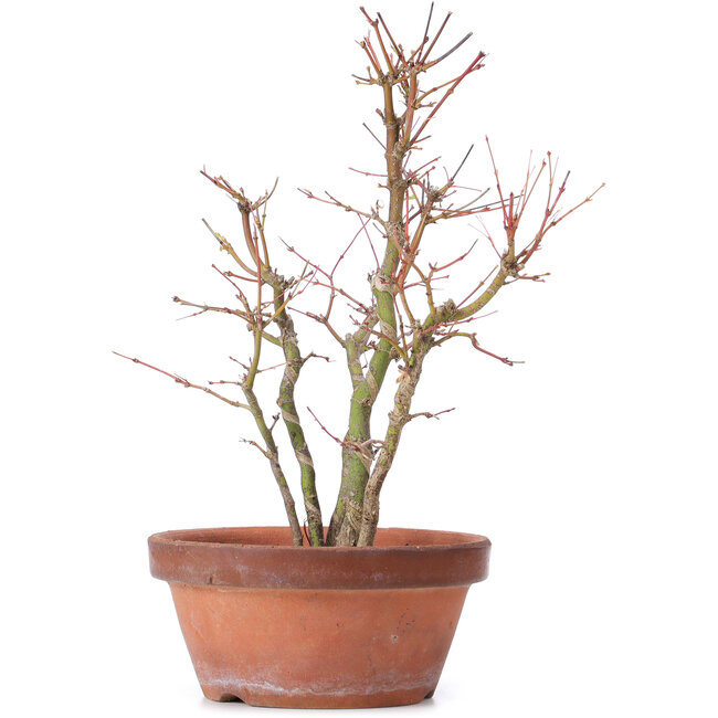 Acer palmatum, 31 cm, ± 9 years old