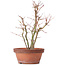 Acer palmatum, 31 cm, ± 9 jaar oud