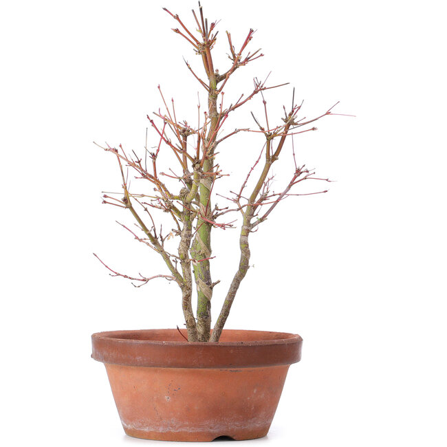 Acer palmatum, 31 cm, ± 9 anni