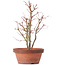 Acer palmatum, 31 cm, ± 9 jaar oud