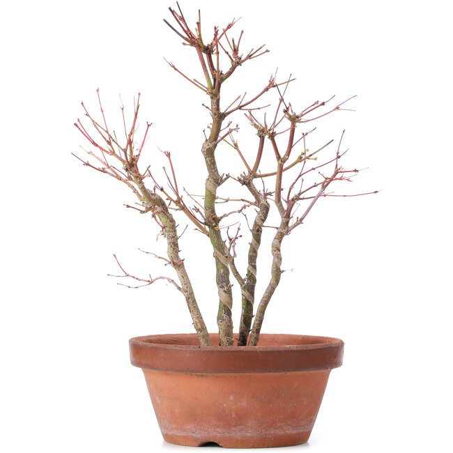 Acer palmatum, 31 cm, ± 9 jaar oud