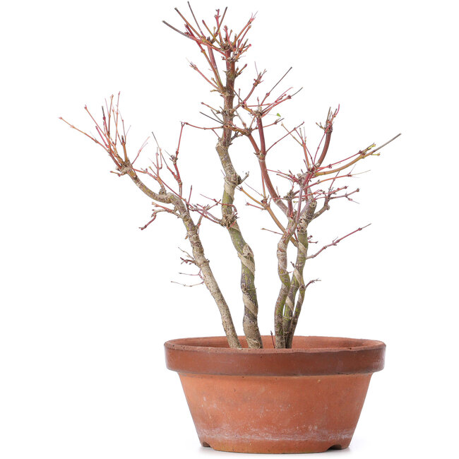 Acer palmatum, 31 cm, ± 9 ans