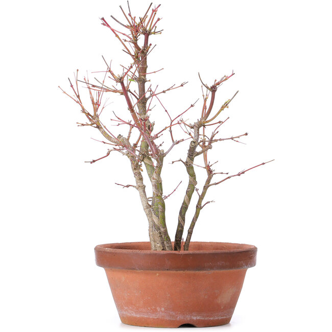 Acer palmatum, 31 cm, ± 9 años