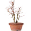Acer palmatum, 31 cm, ± 9 años