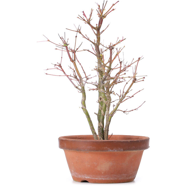 Acer palmatum, 31 cm, ± 9 years old