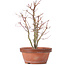 Acer palmatum, 31 cm, ± 9 jaar oud