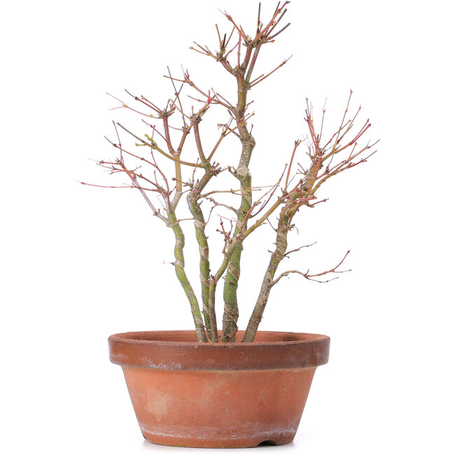 Acer palmatum, 31 cm, ± 9 jaar oud
