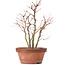 Acer palmatum, 31 cm, ± 9 años