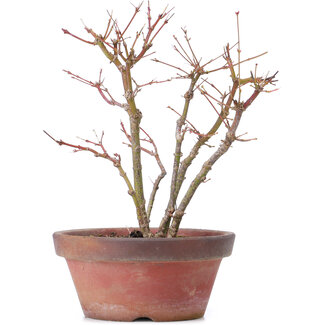 Acer palmatum, 26 cm, ± 9 jaar oud