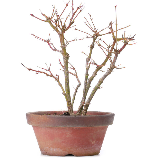 Acer palmatum, 26 cm, ± 9 jaar oud