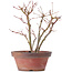 Acer palmatum, 26 cm, ± 9 ans