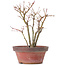 Acer palmatum, 26 cm, ± 9 jaar oud