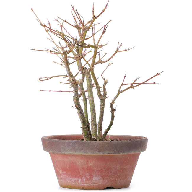 Acer palmatum, 26 cm, ± 9 anni