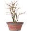 Acer palmatum, 26 cm, ± 9 Jahre alt