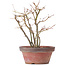 Acer palmatum, 26 cm, ± 9 jaar oud