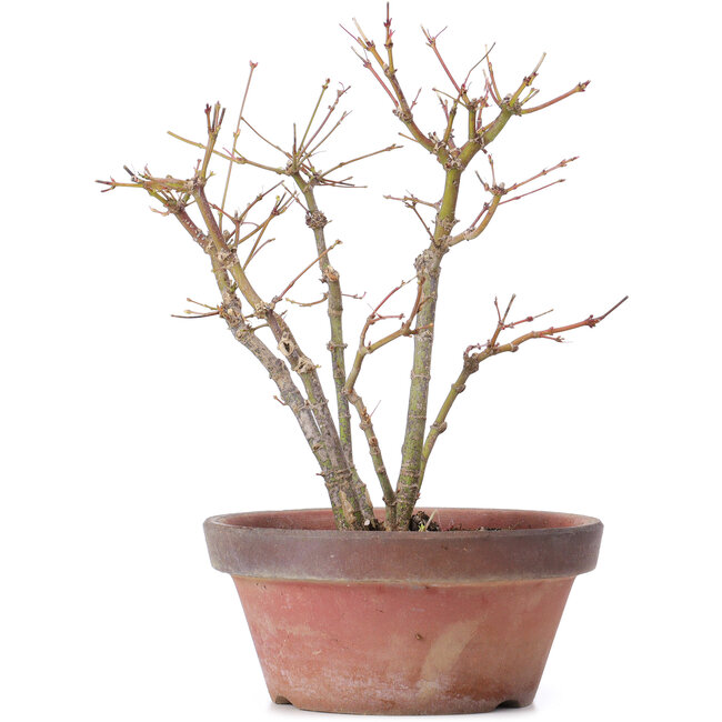 Acer palmatum, 26 cm, ± 9 anni