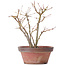 Acer palmatum, 26 cm, ± 9 jaar oud