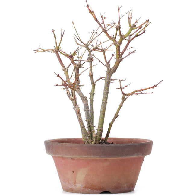 Acer palmatum, 26 cm, ± 9 años