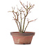 Acer palmatum, 26 cm, ± 9 años