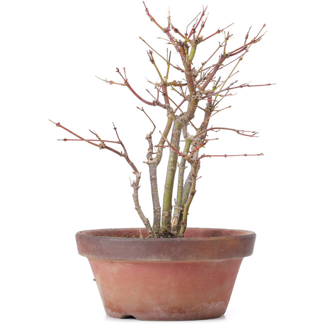 Acer palmatum, 26 cm, ± 9 Jahre alt