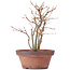Acer palmatum, 26 cm, ± 9 años