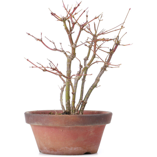 Acer palmatum, 26 cm, ± 9 años