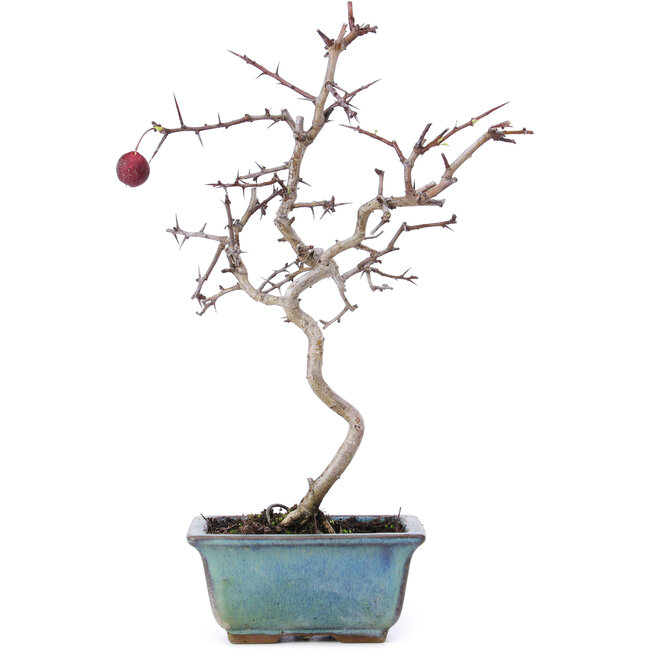 Crataegus cuneata, 26,5 cm, ± 10 years old