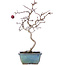 Crataegus cuneata, 26,5 cm, ± 10 years old