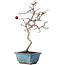 Crataegus cuneata, 26,5 cm, ± 10 years old