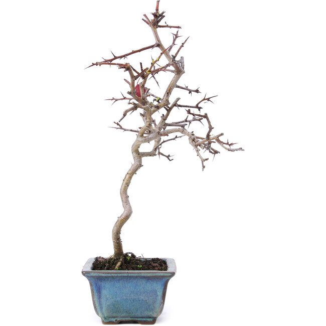 Crataegus cuneata, 26,5 cm, ± 10 años