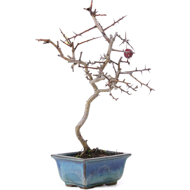 Crataegus cuneata, 26,5 cm, ± 10 Jahre alt