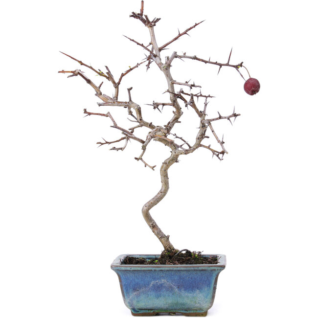 Crataegus cuneata, 26,5 cm, ± 10 Jahre alt