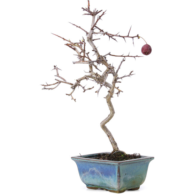Crataegus cuneata, 26,5 cm, ± 10 anni