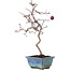 Crataegus cuneata, 26,5 cm, ± 10 years old