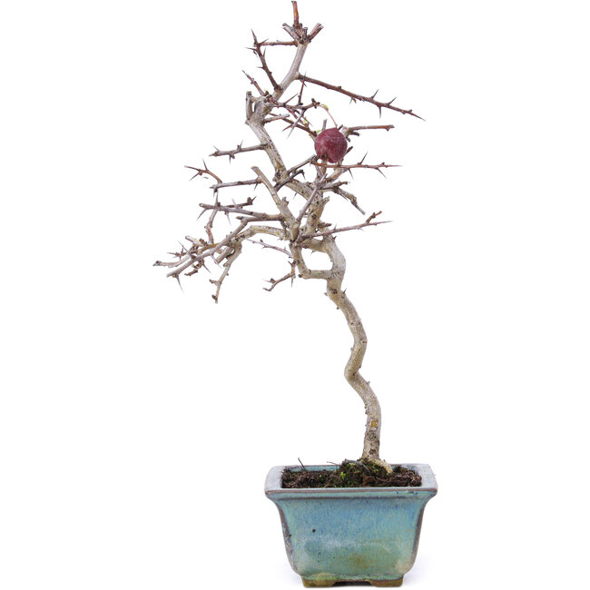 Crataegus cuneata, 26,5 cm, ± 10 jaar oud
