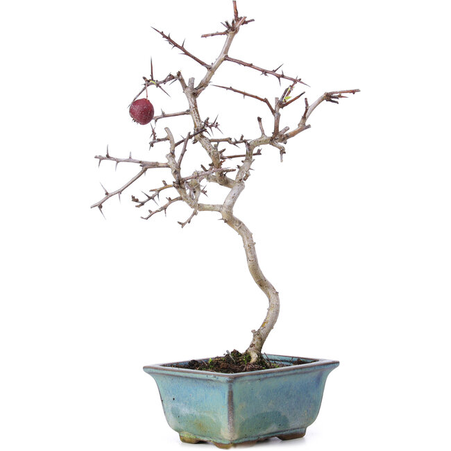 Crataegus cuneata, 26,5 cm, ± 10 years old