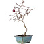 Crataegus cuneata, 26,5 cm, ± 10 years old