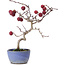 Crataegus cuneata, 20,5 cm, ± 10 years old